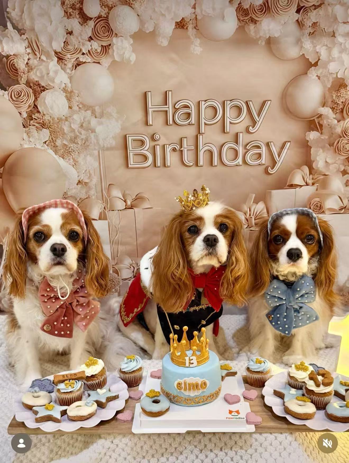Three dogs celebrating with a blue Pawradise birthday cake and matching treats