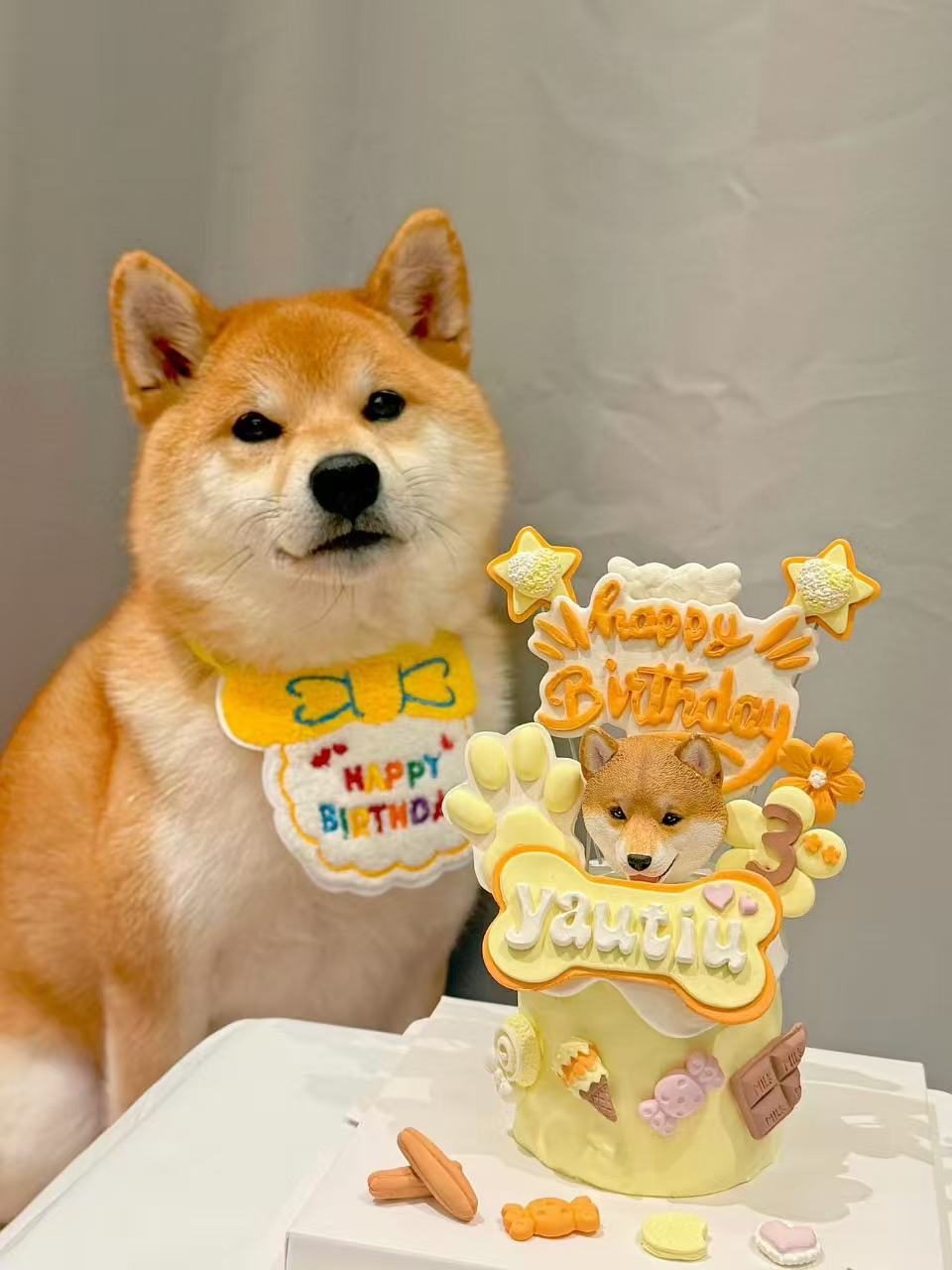 Shiba Inu beside a personalised yellow birthday cake